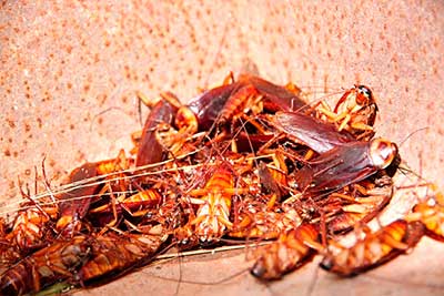Скопление мертвых тараканов