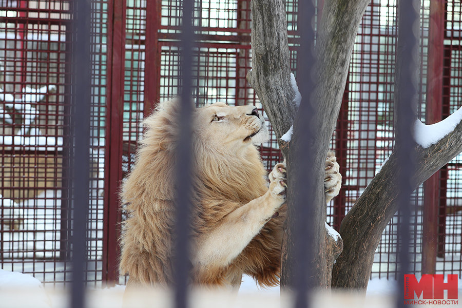 Кто из обитателей Минского зоопарка бодрствует зимой