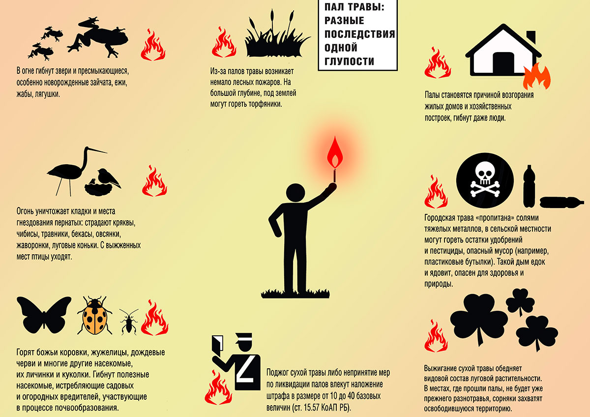 Последствия выжигания сухой растительности.