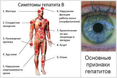 «Профилактика вирусных гепатитов»