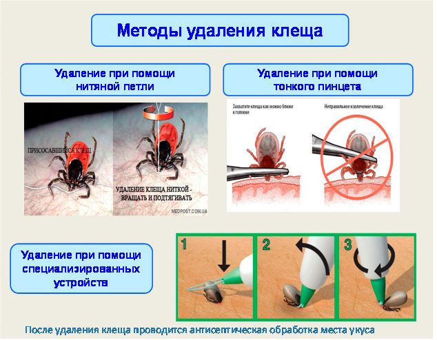 Энтомологическая ситуация в г.Минске