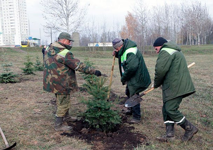 Флору мемориального комплекса «Тростенец» сегодня пополнили 70 молодых елей