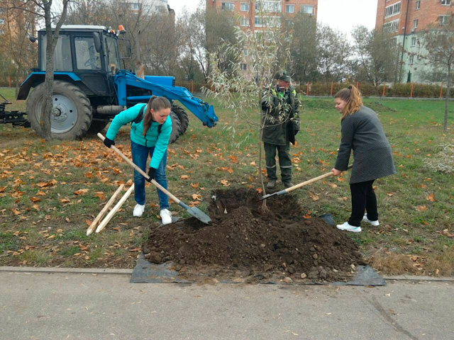 Аллею любви высадили в Заводском районе.