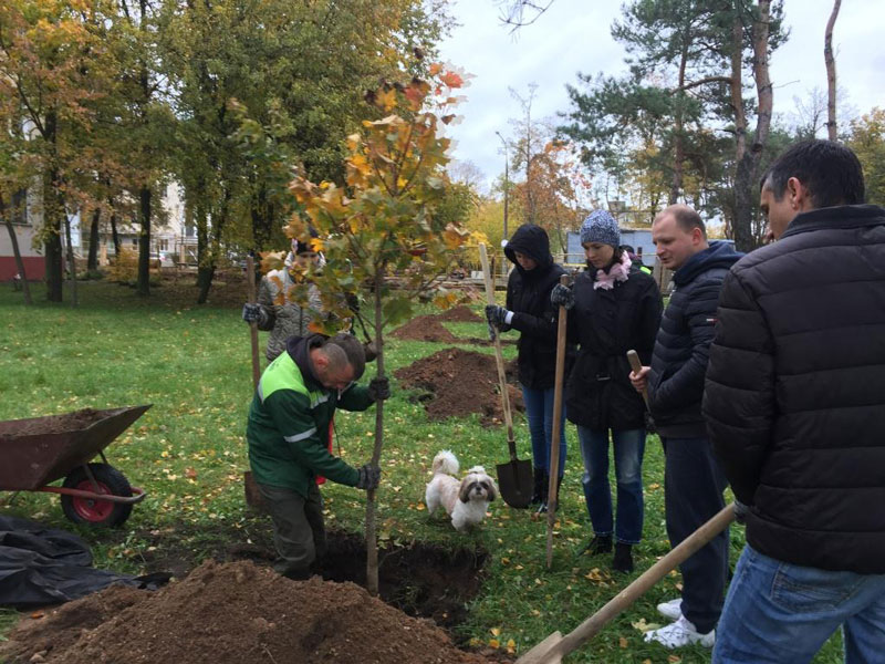 НА УЛ. ЦЕНТРАЛЬНАЯ В ЗАВОДСКОМ РАЙОНЕ ВЫСАДИЛИ 45 ДЕРЕВЬЕВ