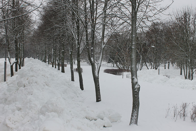 Лыжероллерная трасса в Заводском районе