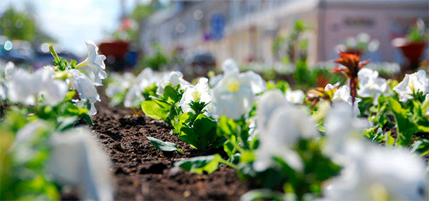 В Заводском районе в этом сезоне высадят около 230 тыс. цветов.
