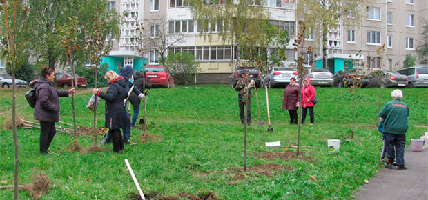 ЖКХ Заводского района озеленили уже 35 из 39 площадок в рамках проекта «Зеленый двор».