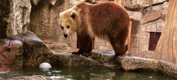 Дают специальное мороженое и устраивают душ. Как животным в Минском зоопарке помогают справиться с жарой. (2)