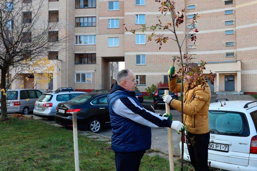 С начала года у МКАД были высажены 2,5 тыс. саженцев ели