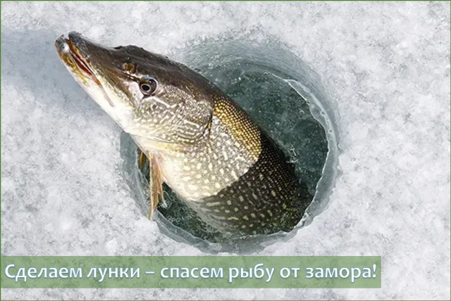 Сделаем лунки – спасем рыбу от замора!