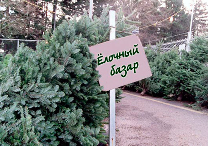 Елочные базары в Минске откроются 22 декабря