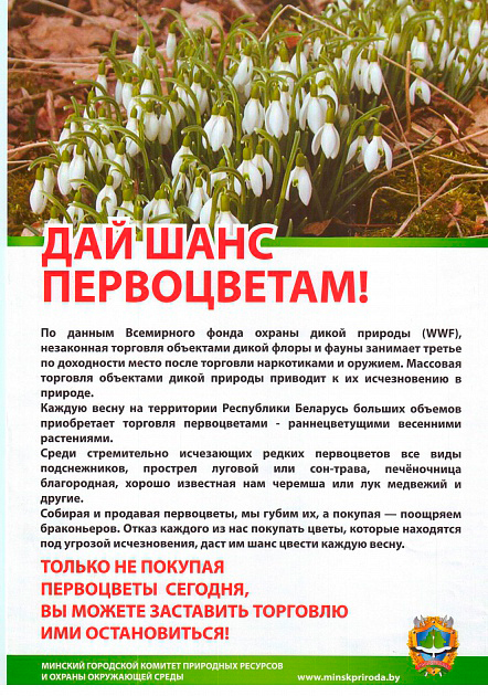 Сохраним и защитим первоцветы!