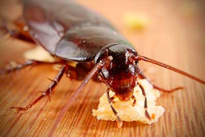 Тараканы стараются селиться поближе к источнику пищи, тепла и влаги