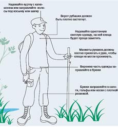 Сезон активности клещей. Успеть в…
